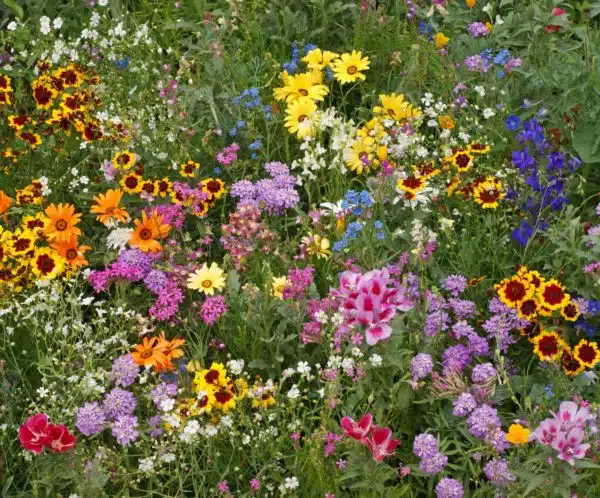 All Annual Wildflower Mix - Buffalo Brand Seed