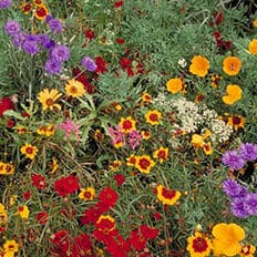 Wildflower Mix