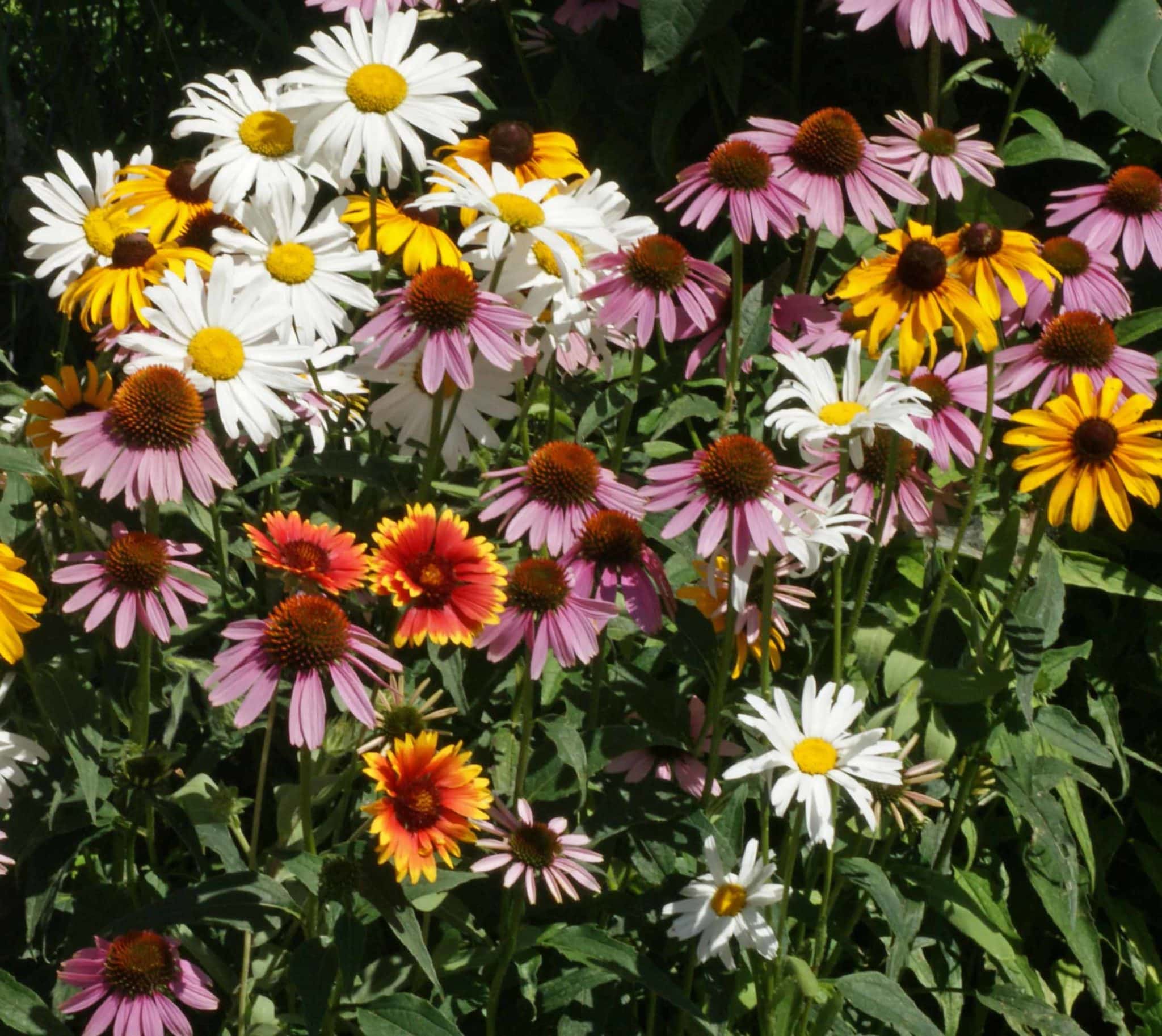 all-perennial-wildflower-mix-buffalo-brand-seed