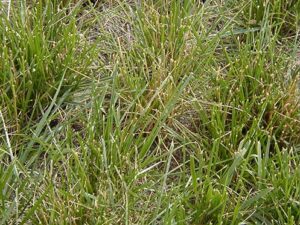 Tall Fescue - Buffalo Brand Seed