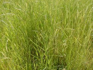 Western Wheatgrass - Buffalo Brand Seed