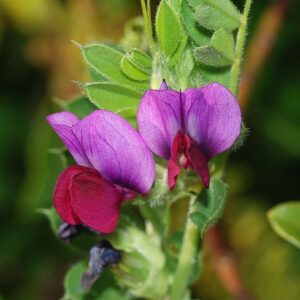 Annual Legumes