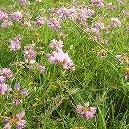 Perennial Legumes