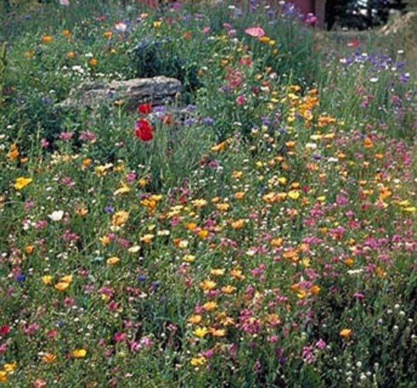 West Wildflower Seed Mix
