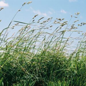 Pasture Mix