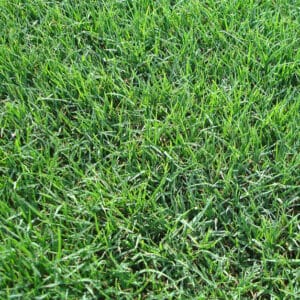 Bermudagrass